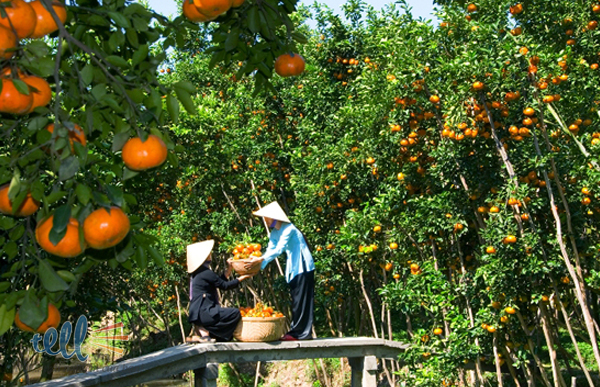 Orchards-Deluxe Group Tours